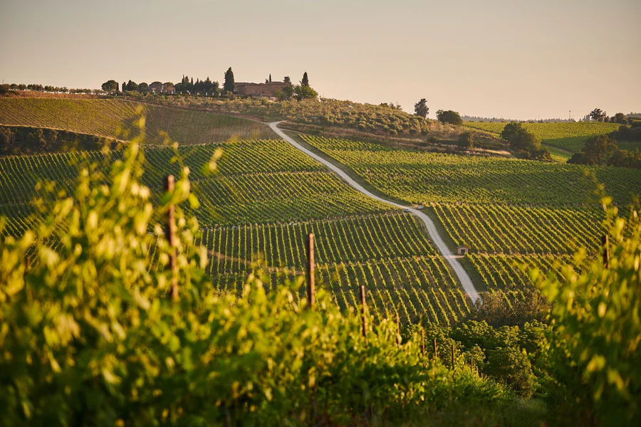 Toskanischer Weinberg im Abendlicht